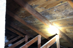 Black, spotty biological growth in an attic...multiple roof leaks and poor ventilation are a bad combination