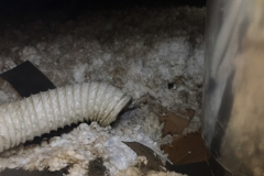 A disconnected dryer vent hose in the attic.
