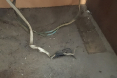 Live wires under a kitchen sink.
